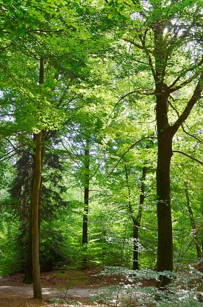 Bike path through the forest by Corinne Welp