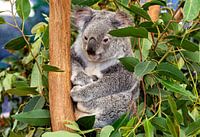 Koala auf einem Baum