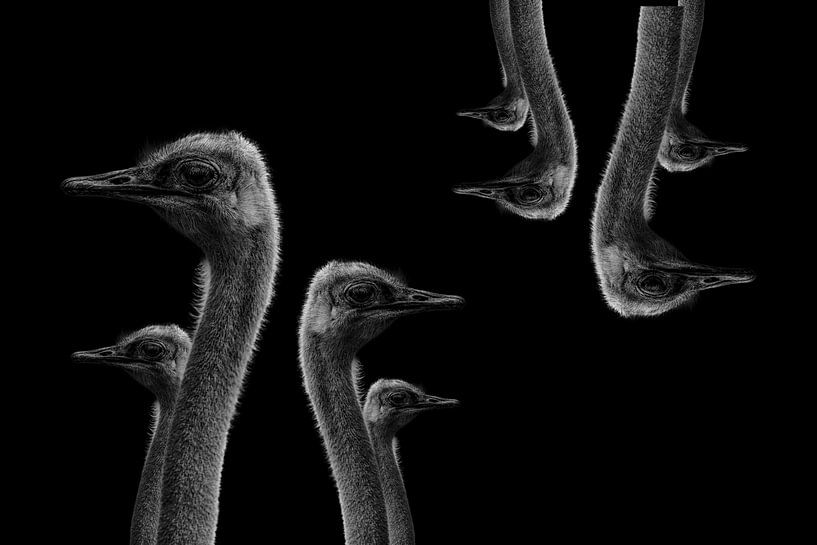 Ostriches on the wall by Steven Dijkshoorn