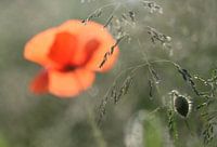 Mohn 1