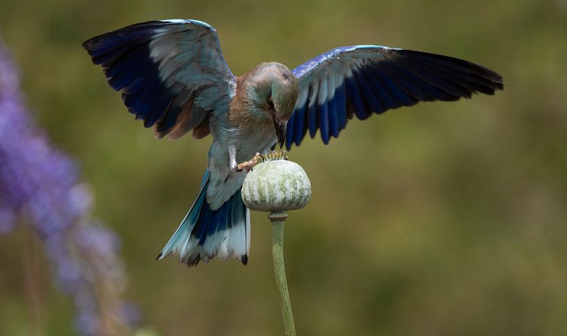 Scharlachrot von Samantha Rorijs