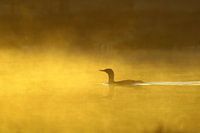 Red-throated diver in the morning fog.
