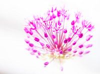 Allium