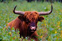 Scottish Highlander