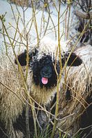 Yuck! Blacknose sheep in Zermatt