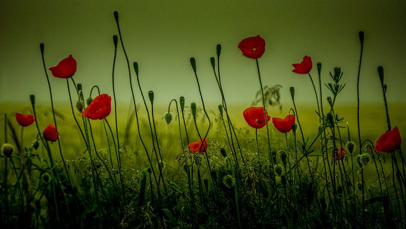 Avec objectif analogique Brouillard de prairie de fleurs de forêt par Johnny Flash