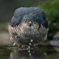 Augenkontakt mit Sperber