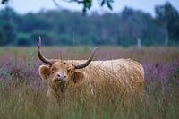 Schottischer Highlander