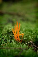 Oranje in het groen.