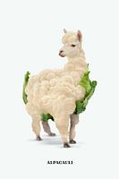Alpacauli