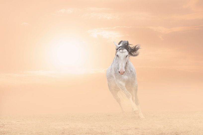 Lusitano hengst van Riana Kooij