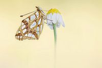 Kleine parelmoervlinder op kamille