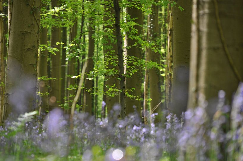 Het magische Hallerbos by Bianca Dekkers-van Uden