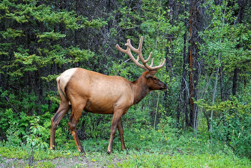 BOW VALLEY PARKWAY ALBERTA CANADA - ELK par Roelof Touw