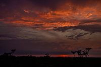 Sonnenuntergang über der Wiese