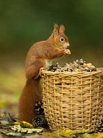 Eichhörnchen mit Korb