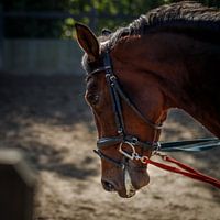 Porträt eines Arbeitspferdes