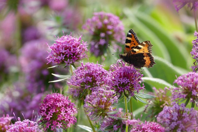 Schmetterling auf Zierlauch von christine b-b müller