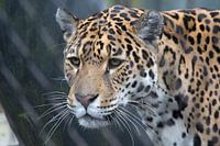 Portrait of a Jaguar predator