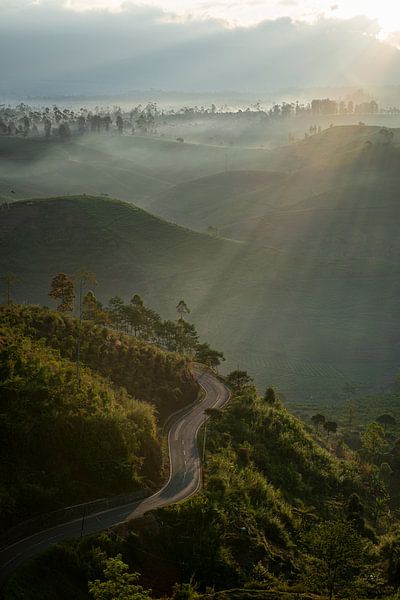 Weg durch eine Teeplantage von Ellis Peeters