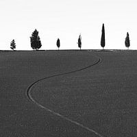 Six different trees and a furrow. Tuscany