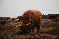 Scottish Highlander on the westerheide