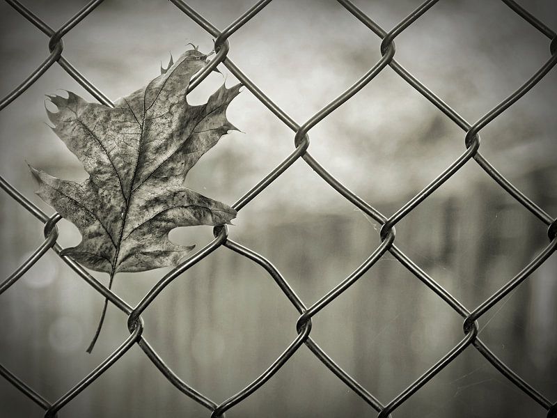 Freiheit ist eine großartige Sache von Henk Egbertzen