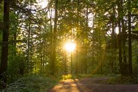 Warmes Sonnenlicht in der Mitte des Schwarzwaldes Deutschland als Sonnenuntergang