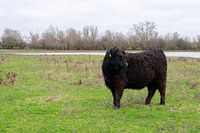 Oss in den rheinischen Auen