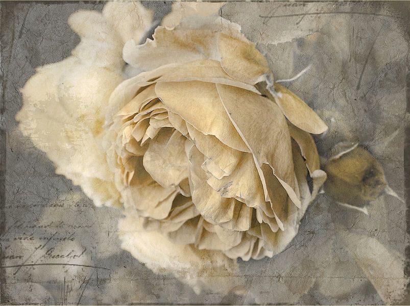 Rose Art #17 par Lizzy Pe