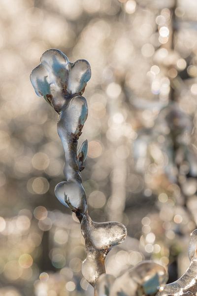 Bewässerung von Blüten in der Betuwe von Moetwil en van Dijk - Fotografie