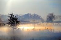 Lumière et brume d'hiver dans un polder avec des arbres et des clôtures à moutons en Zélande,
