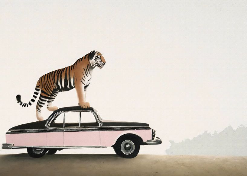 Tiger on a car roof by Andreas Magnusson