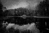 meertje in de ongerepte natuur