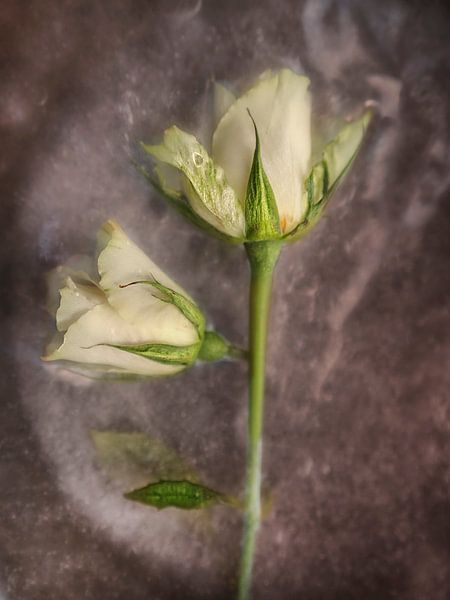 IJsbloemen von Els Baltjes
