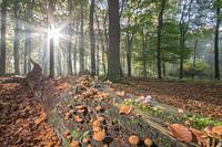 Waldpilze im Morgenlicht