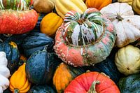 Courges Variétés Bonnet d'évêque, Patison, Sweet Dumpling, Accorn u