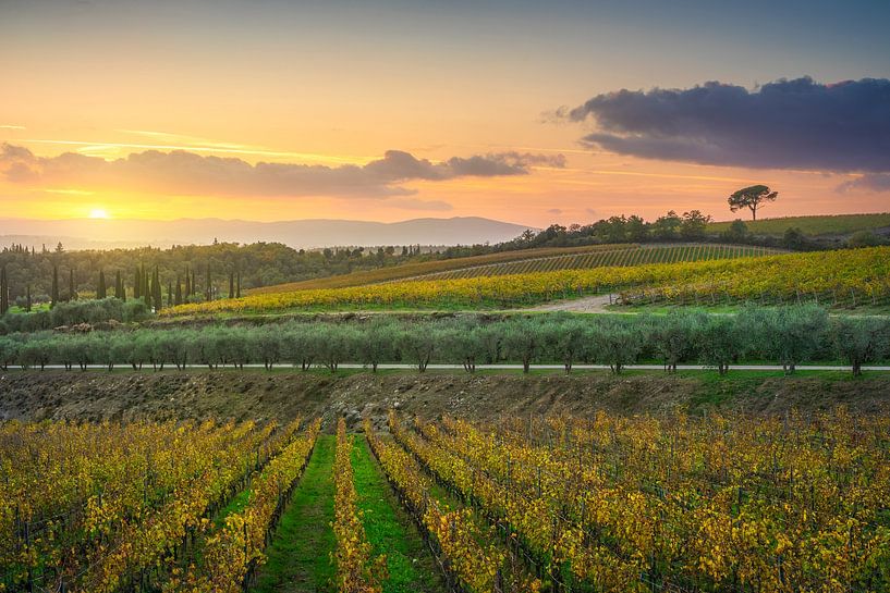 Pinien und Weinberge, Herbstlandschaft im Chianti-Gebiet von Stefano Orazzini
