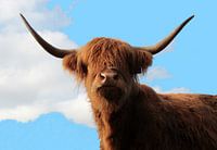 Highlander écossais