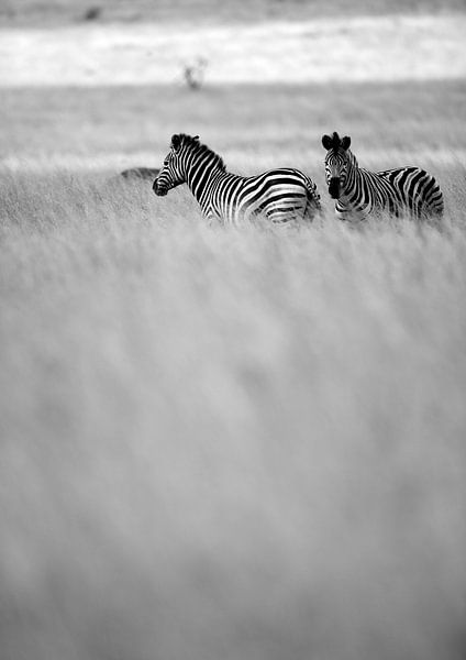 Zebras im Nebel von Shot by Clint