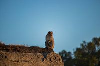 Monkey on rock