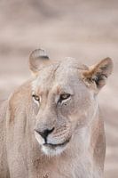 Queen of the Savannah