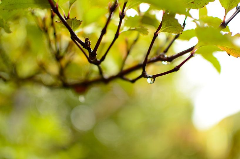 Let it rain par RB-Photographie