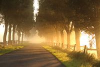 Mistige bomendijk in de polder