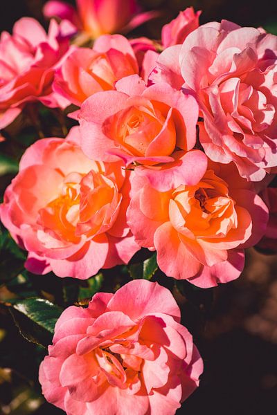 Les roses fleurissent par Steffen Gierok