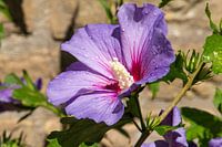 Gouttes de pluie sur une fleur d'hibiscus lilas