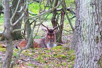 "Portrait d'un daim.