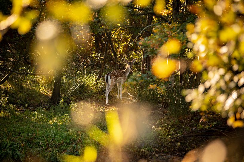 Des daims vigilants dans les bois Oranjezon, Oostkapelle par Percy's fotografie