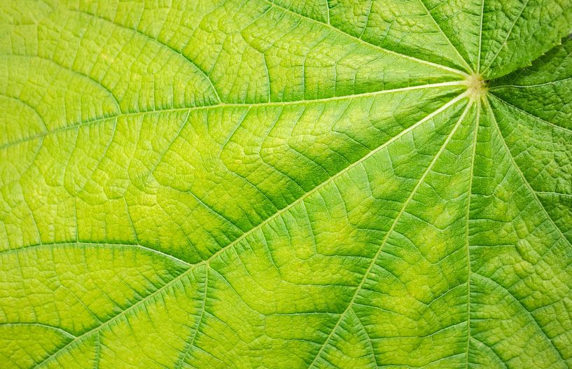 Détail de la feuille verte par Achim Prill