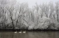 Cygnes tuberculés dans un paysage de rivière givrée.